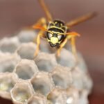hornet